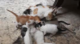 Egyptian Mummy Angila Cat Live Breastfeeding Her Triplets