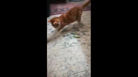 Mailo Big Game With Green Beans