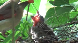 Cardinal family nesting