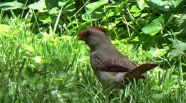 More of the Cardinal family