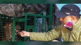 Forest officials rescue leopard hiding in airport's drainage spout in northern India