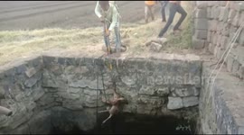 Rescue team makes frantic effort to save drowning fox in western India