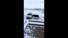Horse Kicking The Vehicle, Hilarious