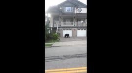 Close encounter with roaming black bear in Canadian town