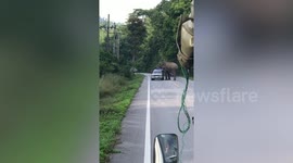 Hungry wild elephant stops trucks one-by-one in search of food
