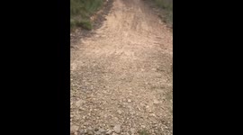 A review foraging for and identifying native a\Australian plants - this one is Native Cherries