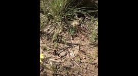 A review foraging for and identifying native Australian plants - this one is Murnong (part 1/2)