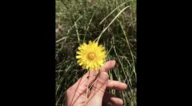 A review of native edible plants of australia - This one is Murnong (part 2/2)