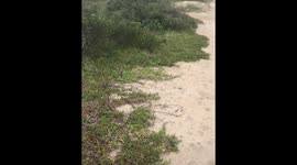 I review edible native plants from Australia - this one is pigfaces (theyre delicous)