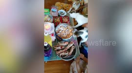 Pet Cat Celebrates First Birthday With Cakes And Seafood