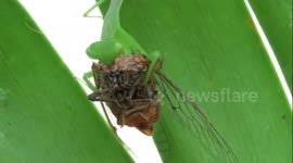 Close up footage shows praying mantis devouring entire cicada