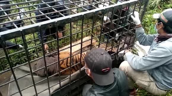 Sumatran tiger captured on a highway of Indonesia