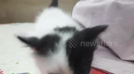 Muffin Kitten First Time On Camera