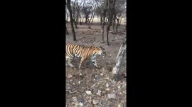 Arrowhead tigress marking her territory and preparing for an upcoming fight for territory