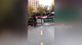 Residents left terrified as wild boars rampage through city in eastern China