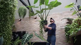 Green-fingered man in UK selling leaves worth £12,000 grown in his spare room