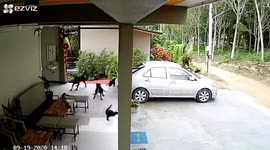 Police hunting German expat whose three Rottweilers allegedly mauled neighbour's pet pooch