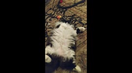 Starteld my cat bootski