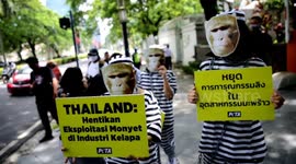 Activists protest against Thailand's coconut Industry and forced monkey labor