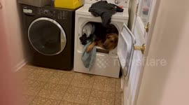 Huge bloodhound caught napping inside dryer when owners get home