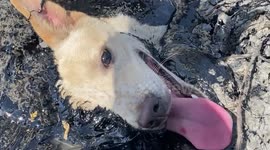 Heroic moment stray dog stuck in molten RUBBER is saved in Thailand
