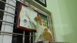 Cute moment when the cat is curious about the wall clock
