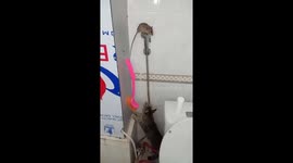'Real-life Tom & Jerry!' Cat chases mouse up onto showerhead in Vietnam bathroom