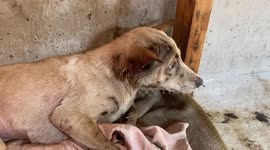 Stray dog recovering after being found stuck in liquid rubber