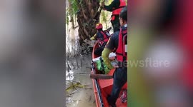 Heartwarming moment stranded dog is rescued from floods in Thailand