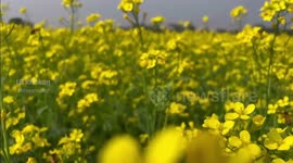 Bee Collecting Honey from mustard field