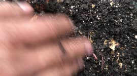 Lombricomposta, hacer que sus plantas y jardín fuerte, darle súper nutrientes