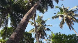 Longer Version: Animal lover tends to wild eagles in southern India