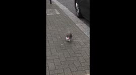 Cheeky little squirrel happily enjoying the chocolate shell of a Kinder Egg