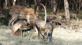 monkay playing in nature