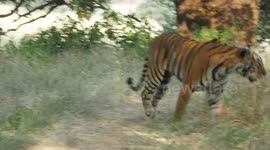 tiger walking in nature