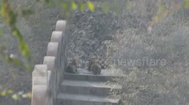 tiger on fort
