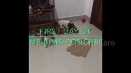 dog meets new cat in the house