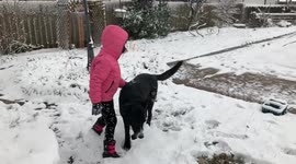 Pup rolls around in the snow making dog-shaped snow angels