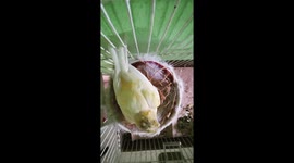 Canary bird co-feeding chicks
