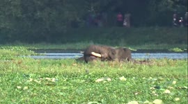 Wild elephants stray from forests into residential area in Sri Lanka
