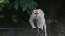 MONKEYS IN THE TRANS SUMATERA ROAD