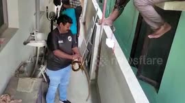 Snake rescued from residential area in southern India