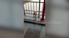 Thirsty simian tries to open bottle in northern India