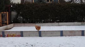 Clever Chicken crosses a snowy field without walking on the snow