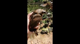 I saw our bird hit by a car and then it could fly so what I did was I took care of him until he could fly