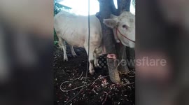 Hapless Cow Found With Head Stuck Between Two Trees