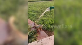 Pet Iguana Enjoys A Shower From A Watering Can
