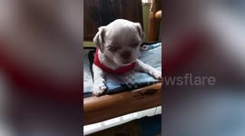 Sweet Dog Fights Off Sleep To Guard Owner From Visitors