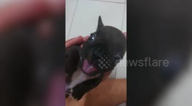 Two-month-old puppy sounds and looks like a bat