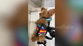 Tired dog falls asleep on shelf when waiting for owner to do shopping at supermarket